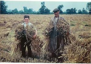 http://i.ehow.com/images/a05/1t/lt/sheaves-grain-3.1-800x800.jpg