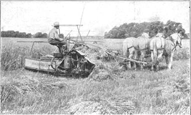 A Modern Grain Binder in Heavy Oats